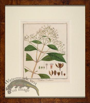 Hayne's Botanical in Burl 07